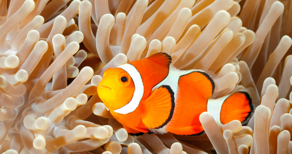 Clown Fish and sea anemone